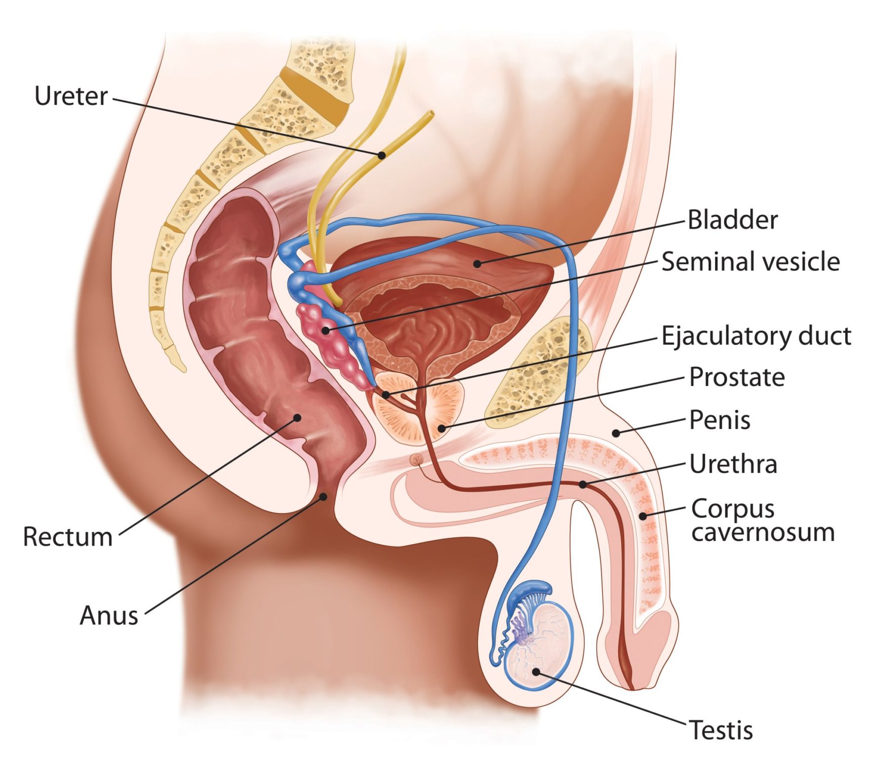 Shock Wave Therapy Shows Efficacy in Erectile Dysfunction